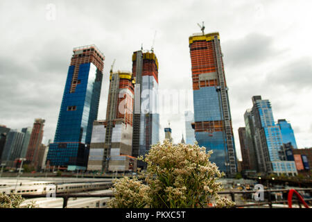 (Fuoco selettivo) sfocato grattacieli in costruzione sul background e alcuni fiori in primo piano. Vista da una elevata linea in Manhattan, New Foto Stock