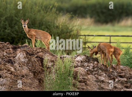 Una femmina selvatici il capriolo (Capreolus capreolus) e il suo giovane fulvo gemelli pascolano sulla parte superiore della fattoria muck heap, Warwickshire Foto Stock