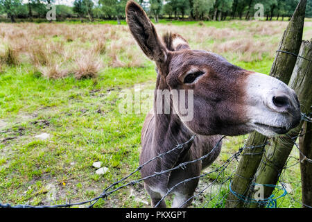 Si tratta di un vicino la foto di un asino in un campo in Irlanda Foto Stock