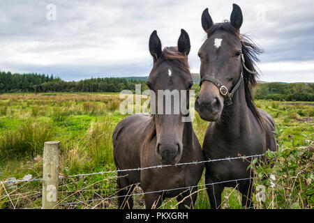 Si tratta di una chiusura foto di due cavalli a fianco a fianco in un campo in Donegal Irlanda Foto Stock