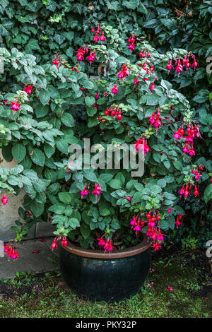 Fuchsia fiorente in fiori di giardino pentola Foto Stock