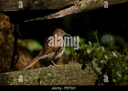 Brown Thrasher :: Toxostoma rufum Foto Stock