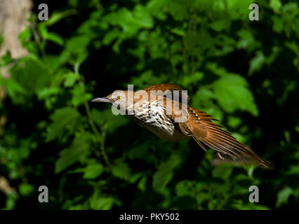 Brown Thrasher :: Toxostoma rufum Foto Stock