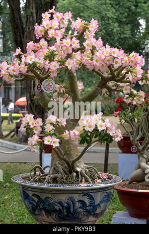 Immagine di adenium fioriere vengono visualizzate in un concorso floreale Tao Dan Park nel nuovo anno lunare 2017 in Ho Chi Minh city, Viet Nam Foto Stock