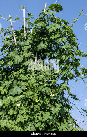 Momordica charantia, bitter melon crescere sulla vite Foto Stock