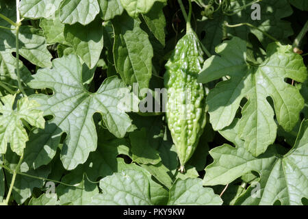 Momordica charantia, bitter melon, le foglie ed i frutti acerbi Foto Stock