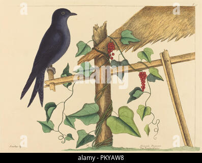 Il Purple Martin (Hirundo purpurea). Data: pubblicato 1731-1743. Medium: colorata a mano in attacco. Museo: National Gallery of Art di Washington DC. Autore: Mark Catesby. Foto Stock