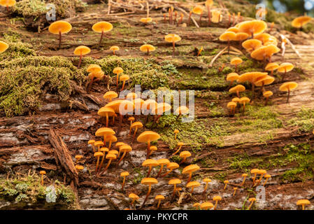 Piccolo marrone di funghi che crescono su un morto albero di abete rosso nel vecchio ambiente di foresta. Foto Stock