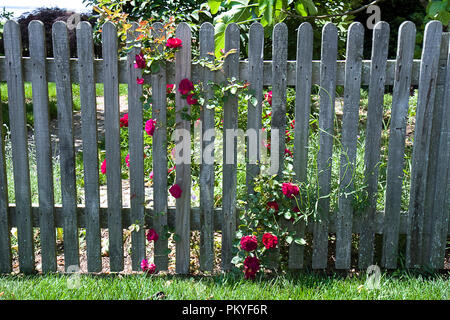 Vecchio legno stagionato Picket Fence con rose rosse che crescono su vitigni. Foto Stock