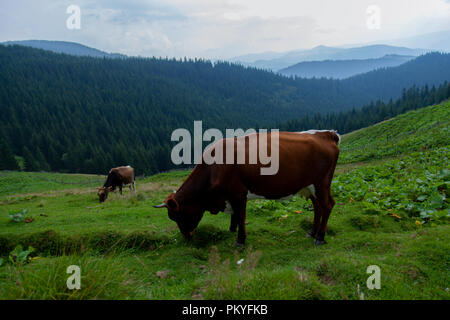 Mucca sfiora su un prato erboso in montagna in libertà Foto Stock