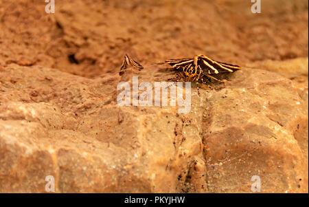 Valle delle Farfalle notte lunga esposizione Foto Stock