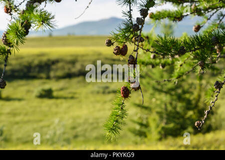 Foothill tundra. Estate paesaggio polare. Foto Stock