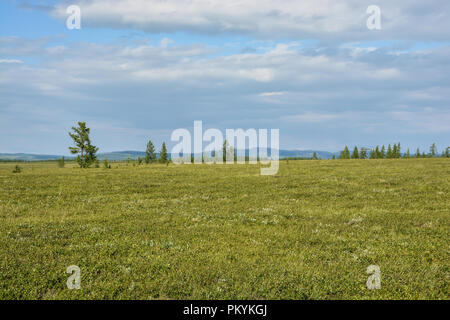 Foothill tundra. Estate paesaggio polare. Foto Stock