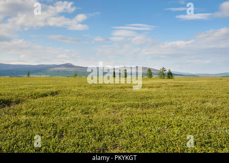 Foothill tundra. Estate paesaggio polare. Foto Stock