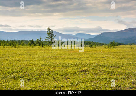 Foothill tundra. Estate paesaggio polare. Foto Stock