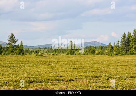 Foothill tundra. Estate paesaggio polare. Foto Stock