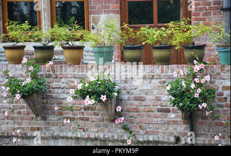 Vasi di fiori appesi al muro Foto Stock