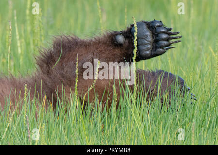 Claose fino vista della zampa e artigli di un marrone costiere Bear Cub (Ursus arctos) giacenti in erba nel Il Parco Nazionale del Lago Clark, Alaska Foto Stock
