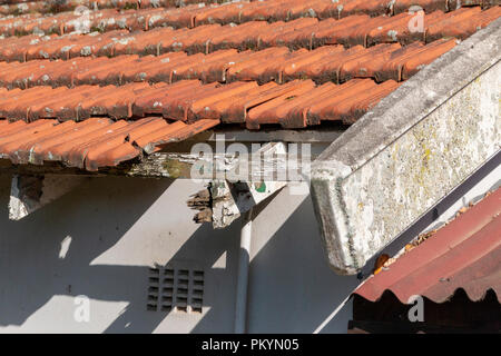 Una vista ravvicinata della mancanza di tegole del tetto su un capannone dove il legno e il marcio e le piastrelle sono state danneggiate Foto Stock