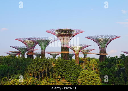 Il Marina Bay, Singapore, Supertrees presso i giardini della baia. Foto Stock