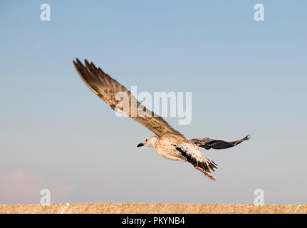 Giovani seagull decollare vicino fino contro il cielo Foto Stock