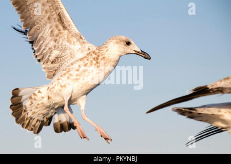 Giovani seagull decollare vicino fino contro il cielo Foto Stock