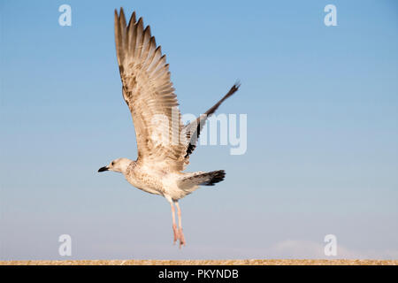 Giovani seagull decollare vicino fino contro il cielo Foto Stock