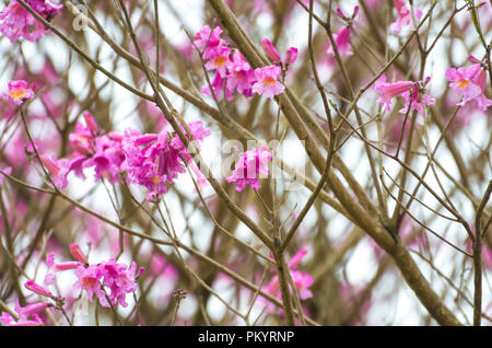 La molla è venuto in città, bellissimi fiori di ciliegio. Foto Stock