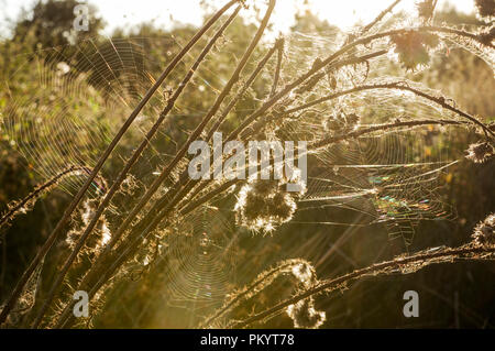 Autunnale di ragnatele in Chailey comune natura Riserva, West Sussex Foto Stock