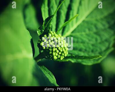 Giovane fiore di piante di ortensie in dettaglio, closeup shot visualizza Foto Stock