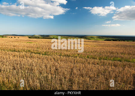 Una vista dalla collina Kithurst sulla South Downs attraverso un campo di grano mietuto la stoppia verso Worthing West Sussex, in Inghilterra a inizio autunno. Foto Stock