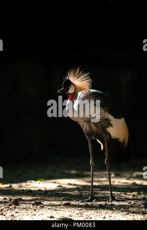 Grey Crowned Crane (Balearica regulorum) in uno sfondo scuro Foto Stock