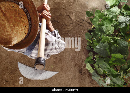 L'uomo agricoltore lavora con la zappa in un orto, zappando il terreno in prossimità di un impianto di cetriolo, vista dall'alto e copia modello di spazio Foto Stock