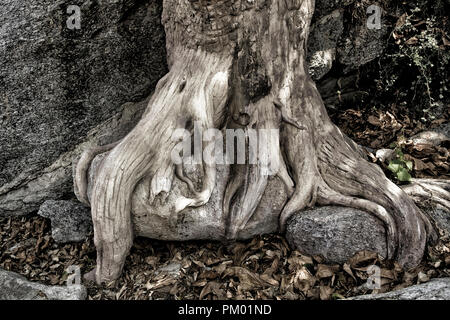 Esposti radici di albero. Legno pietrificato struttura passando per la pietra come un fenomeno naturale. Foto Stock