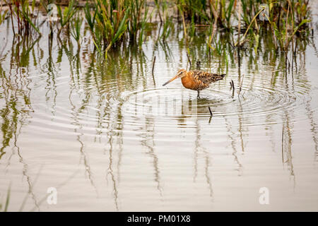 Nero-tailed Godwit nel Frampton RSPB Riserva, Lincolnshire, Inghilterra. Foto Stock