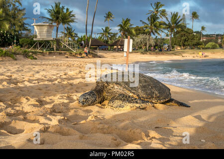 Honu (Hawaiiano tartaruga di mare) venite in riva al resto. Foto Stock