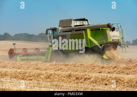 Claas Lexion 740 Mietitrebbia, Bawdsey, Suffolk, Inghilterra. Foto Stock