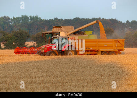 Claas Lexion 740 Mietitrebbia, Bawdsey, Suffolk, Inghilterra. Foto Stock