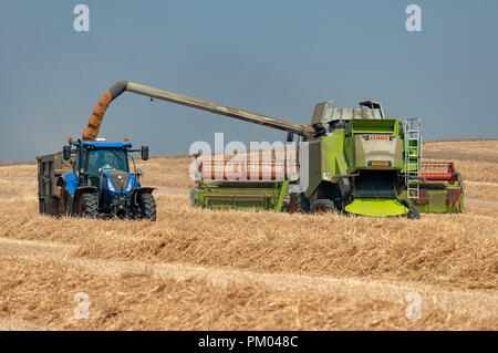 Claas Lexion 740 Mietitrebbia, Bawdsey, Suffolk, Inghilterra. Foto Stock