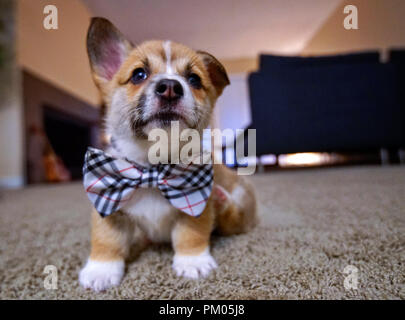 Pembroke Welsh Cogi cucciolo con caratteristiche Sable Foto Stock