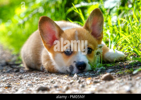 Pembroke Welsh Cogi cucciolo con caratteristiche Sable Foto Stock