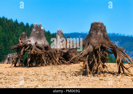 Rilasciando le acque al Lago di Detroit Dam rivela i resti di alberi che erano stati rimossi lungo la riva del lago. Foto Stock