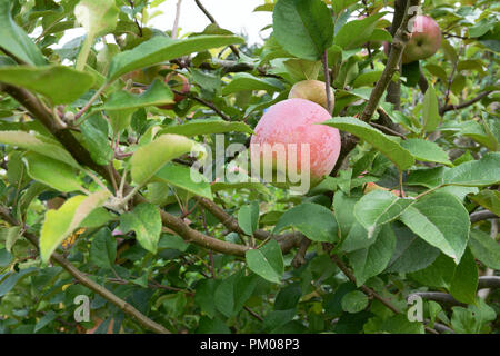 La Braeburn maturazione di Apple sul ramo, ricoperti di bianco bloom, che protegge il frutto Foto Stock