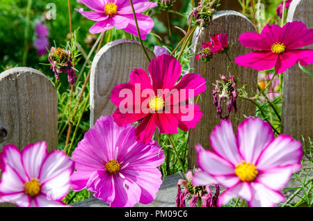 Cosmo Bipimmatus, varietà "Candy Stripe' e 'Sensation Mixed' che cresce in una zona residenziale giardino sul retro. Foto Stock