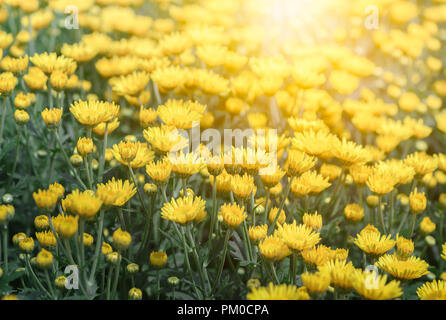 Piccolo crisantemo giallo fiore con la luce solare Foto Stock