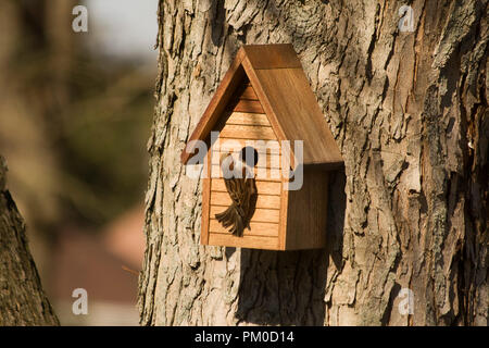 Bird al di fuori del legno birdhouse su albero Foto Stock