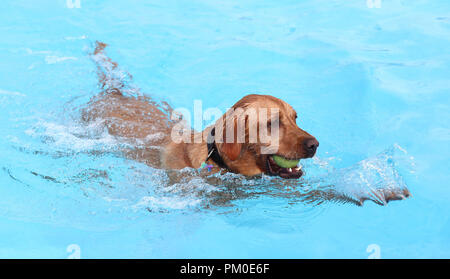 Un cane nuota a Saltdean Lido in Brighton, durante il cane annuale nuotare per contrassegnare la fine della stagione al lido. Foto Stock