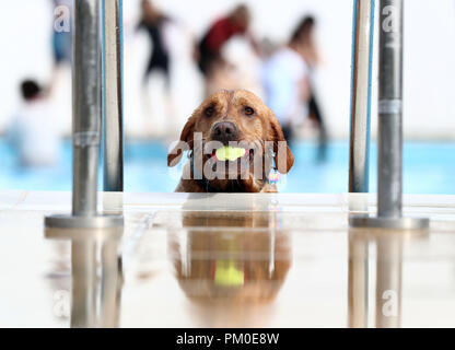 Monty il Labrador nuota a Saltdean Lido in Brighton, durante il cane annuale nuotare per contrassegnare la fine della stagione al lido. Foto Stock