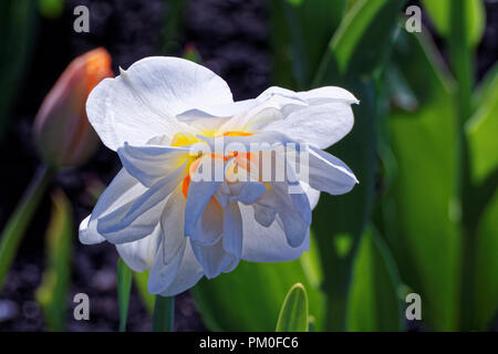 Narciso (latino Narcissus) - genere di piante monocotiledoni della famiglia Amaryllidaceae Foto Stock