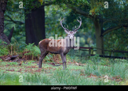 Red Deer Cervo Cervus elaphus con un ampio set di corna di cervo in un parco durante l'Autunno Foto Stock
